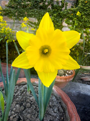 Daffodil dutch master yellow trumpet flowering in spring