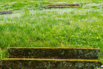 Grass background image mossy stairs selective focus spring grass blooming vivid colors