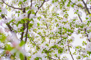 Selective focus close up blooming trees park, rainy day, bokeh natural background image