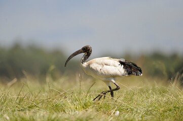  SACRED IBIS forage for insect larvae and scraps around a vulture feeding site, Kwazulu Natal, South Africa