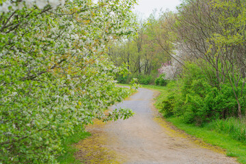 Selective focus background image fresh spring bloom rainy weather, old fashion garden and park land