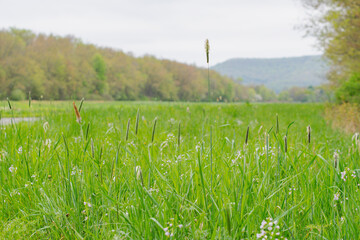 Blooming spring grass, selective focus background image