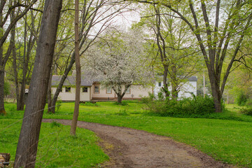 Selective focus background image fresh spring bloom rainy weather, old fashion garden and park land