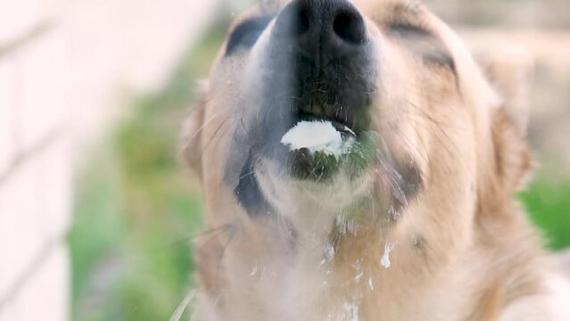Dog with licking tongue, close-up view, shot through the glass. Funny pet portrait, focus on the tongue, outdoor
