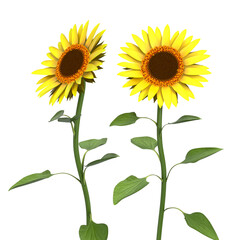 Obraz premium 3d rendering sunflowers isolated on transparent background, PNG file add