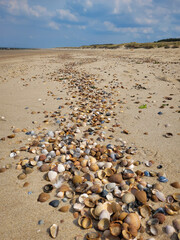 Muscheln am Strand