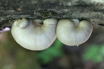 Pleurotus calyptratus, an oyster mushroom from Finland,  no common English name