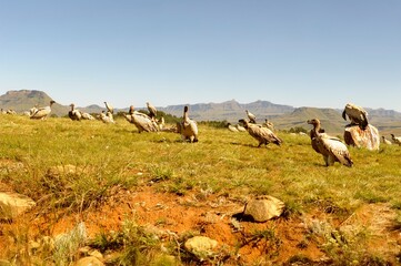 CAPE VULTURES (Gyps coprotheres) gather on a hillside near a carcass at a safe feeding site in the...
