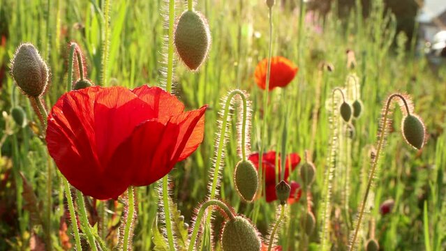 Red Poppies in a british wild flower meadow in Devon UK at sunset