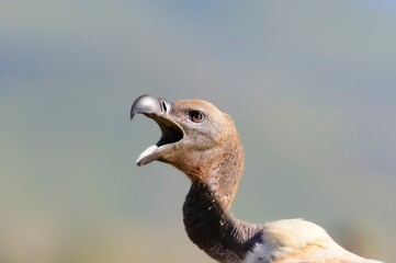 CAPE VULTURE (Gyps coprotheres )> close up of face detail. Cape vulture numbers are dropping alarmingly across their range.  