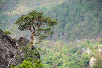 Solitary pine tree on rocky hillside above deep valley among forest