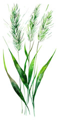 Obraz premium PNG Meadow grass green agropyron plant.