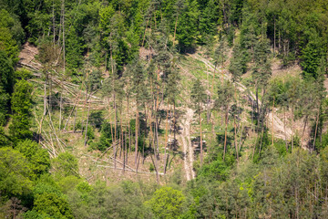 Bird’s eye view of part of spring forest with broken trees after windstorm