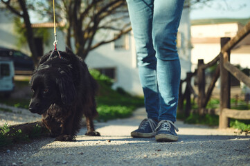 Close-up legs of a person in blue denim, walking a dog, a black cocker spaniel on leash on the...