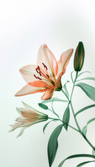 Minimalist X-Ray Macro Photograph of a Peach Lily and Buds on Green Stems