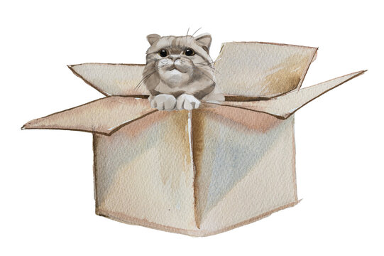 Watercolor fluffy cat in a box artwork isolated on white. Cat nutrition and healthcare concept.