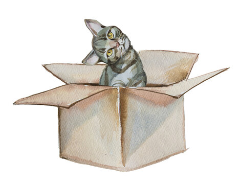 Watercolor fluffy cat in a box artwork isolated on white. Cat nutrition and healthcare concept.