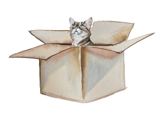 Watercolor fluffy cat in a box artwork isolated on white. Cat nutrition and healthcare concept.