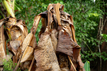 The banana tree, now dry and lifeless, turns its leaves brown, showcasing the cycle of life and the...