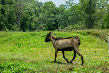 A brown goat with black stripes roams in search of grass, displaying the endearing traits typical of horned goats.