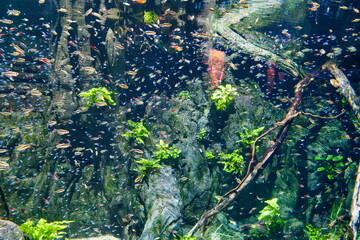 animal, river, fish, freshwater, floating, water, plants, ichthy