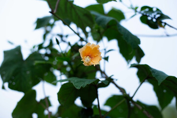 Hibiscus flowers exhibit a vibrant pink hue, with clearly visible pollen, adding to their allure and beauty.