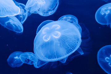 jellyfish, Aurelia labiata, saltwater, floating, water, plants,