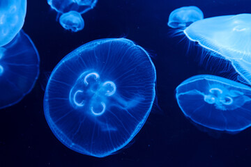 jellyfish, Aurelia labiata, saltwater, floating, water, plants,