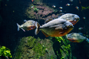 piranha, natterera, Pygocentrus nattereri, fish, predatory, floa