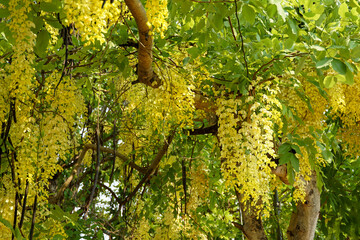 Cassia fistula tree is a beautiful bright yellow color, 20-45 cm long. It is a plant that all parts...