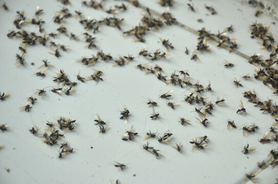 death mayfly or winged termite flying after rain in night and die on home tile floor in morning