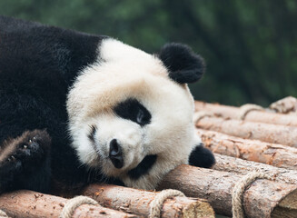 Giant Panda sleeping in the park.