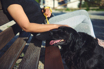 Details on a beautiful friendly black cocker spaniel near his family outside. Adorable dog pet...