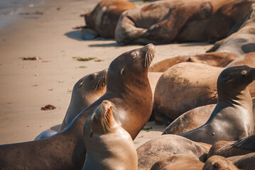 A Group of California Sea Lions at Monterey Bay, California. Zalophus californianus, hauled out in...