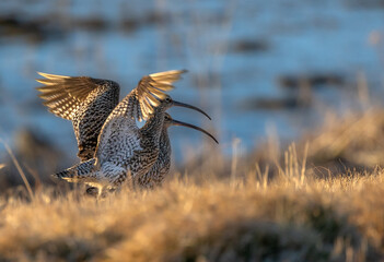 Two curlews in golden hour light, one is lifting its wings