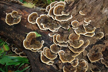 Closeup shot colony of stripy brown tree mushrooms Trametes versicolor or Turkey tail fungus on...