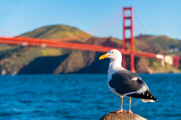 California gull sitting on a bollard on “Torpedo wharf“ in Crissy Field, San Francisco (USA) on...
