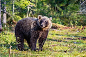 Fototapeta premium brown bear in the forest