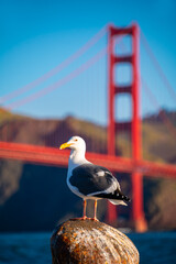 California gull sitting on a bollard on “Torpedo wharf“ in Crissy Field, San Francisco (USA) on a clear sunny morning. Red silhouette of famous Golden Gate bridge tower blurred in the background.