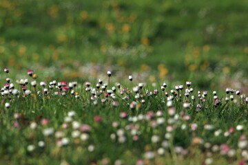 field daisies bloom in the meadow; chamomile buds have not yet opened focus on the middle groun