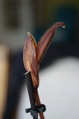 Pafiopedilum sabotek Paphiopedilum