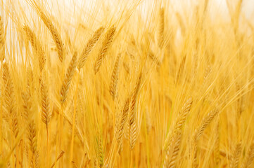 黄金色に実った小麦の穂