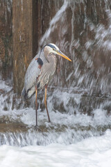 Great Blue Heron hunting in a waterfall