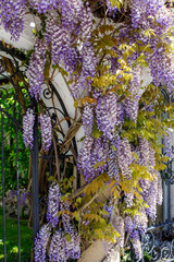 Wisteria sinensis blooms near the entrance to the garden. gardening. growing Wisteria sinensis