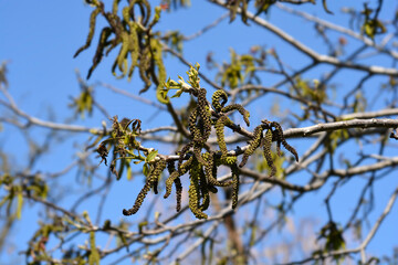 Common walnut branches with flowers
