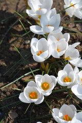 Snow Crocus Ard Schenk flowers