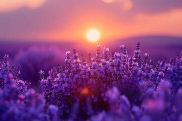 Naklejka premium The image captures a stunning sunset while lavender flowers in the foreground invite a sense of calm and reflective solitude