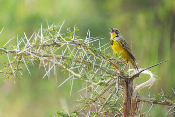 Yellow-throated longclaw (Macronyx croceus)