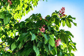 Vibrant pink flowers blooming on the Aesculus x carnea tree in springtime. glimpse of nature's beauty in the form of pink chestnut blossoms - Powered by Adobe