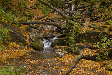 Stream flowing through Autumn woods
